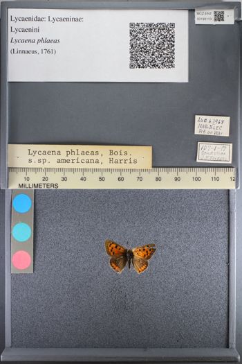 Media type: image;   Entomology 193113
